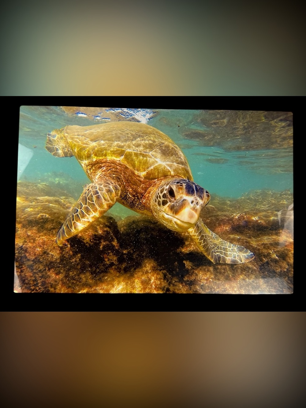 Jason O’Rourke Napili Honu Signed #1/300 16x24 Metal Photo Maui Turtle